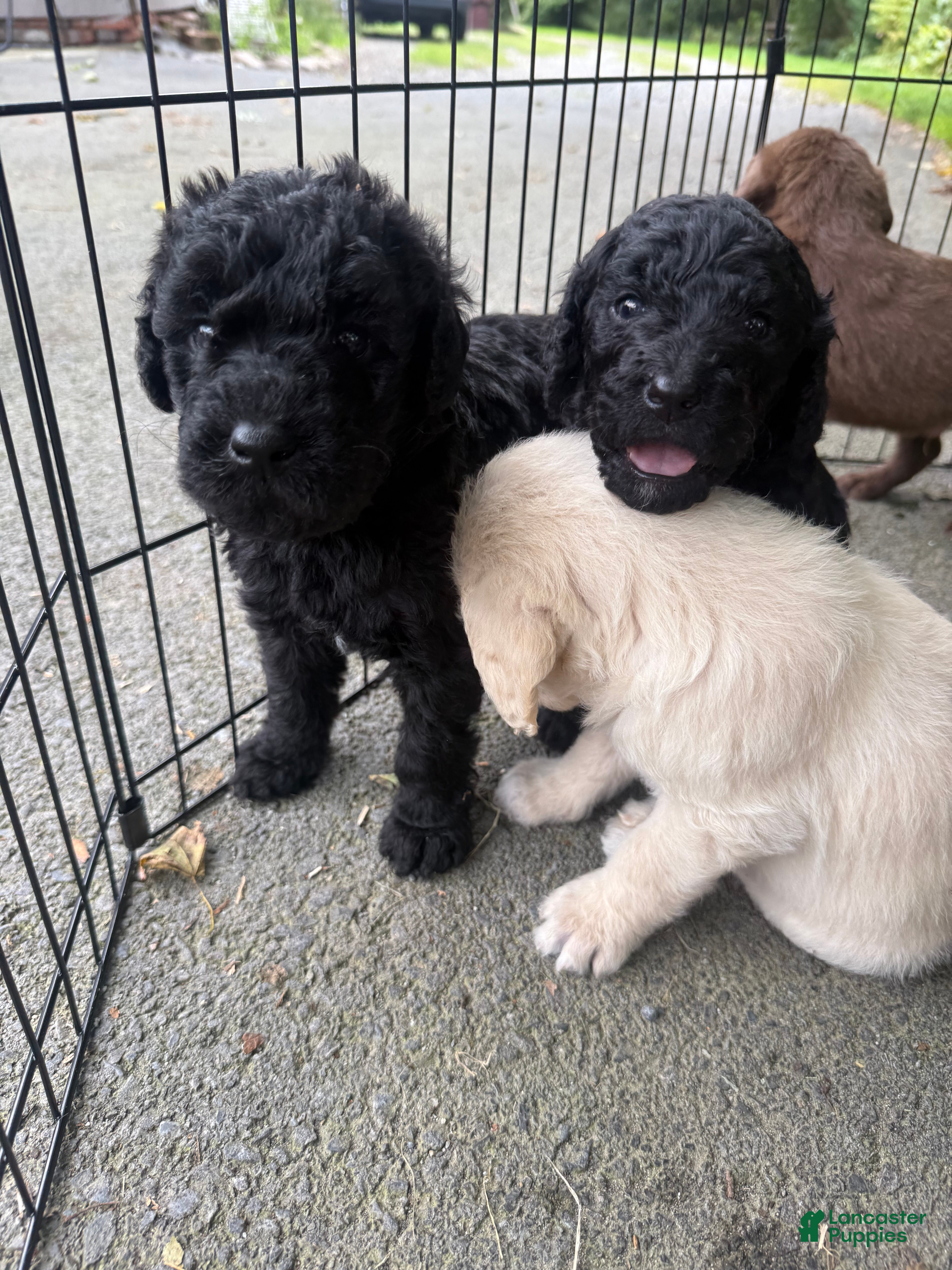 Double Doodle dogs Double Doodle 4 - Ad 17