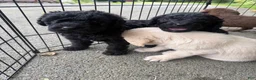 Double Doodle dogs for sale: Double Doodle 4 - Ad 1