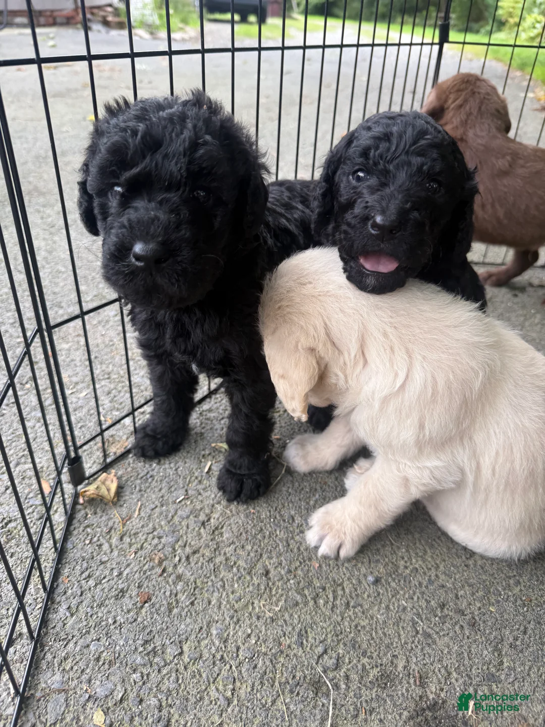 Double Doodle dogs for sale: Double Doodle 4 - Ad 1