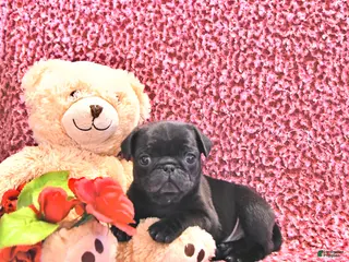 Mixed Breed dogs Bowser - Ad 37