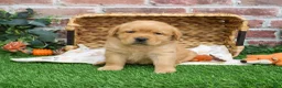 Labrador Retriever dogs for sale: Eagle - Ad 6