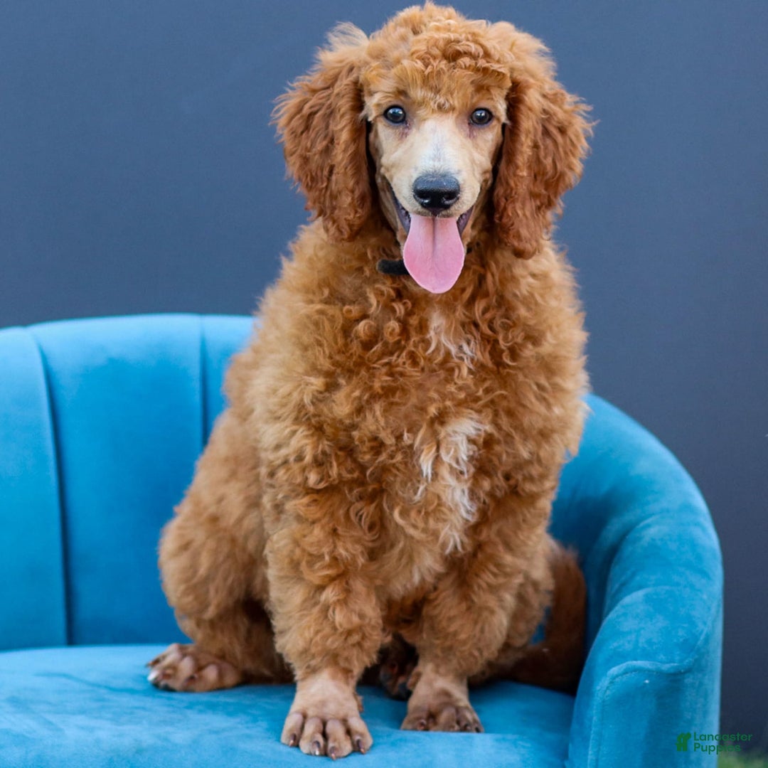 Standard Poodle dogs for sale: Ronnie - Ad 18