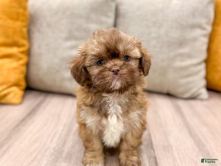 Shih Tzu dogs Sasha - Ad 34