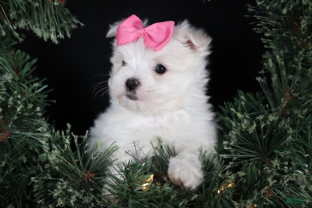 Maltese dogs for sale: ABBEY - Ad 12