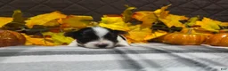 Biewer Terrier dogs for sale: Bentley - Ad 5