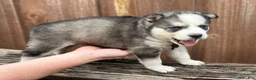 Pomsky dogs for sale: Aspen - Ad 3