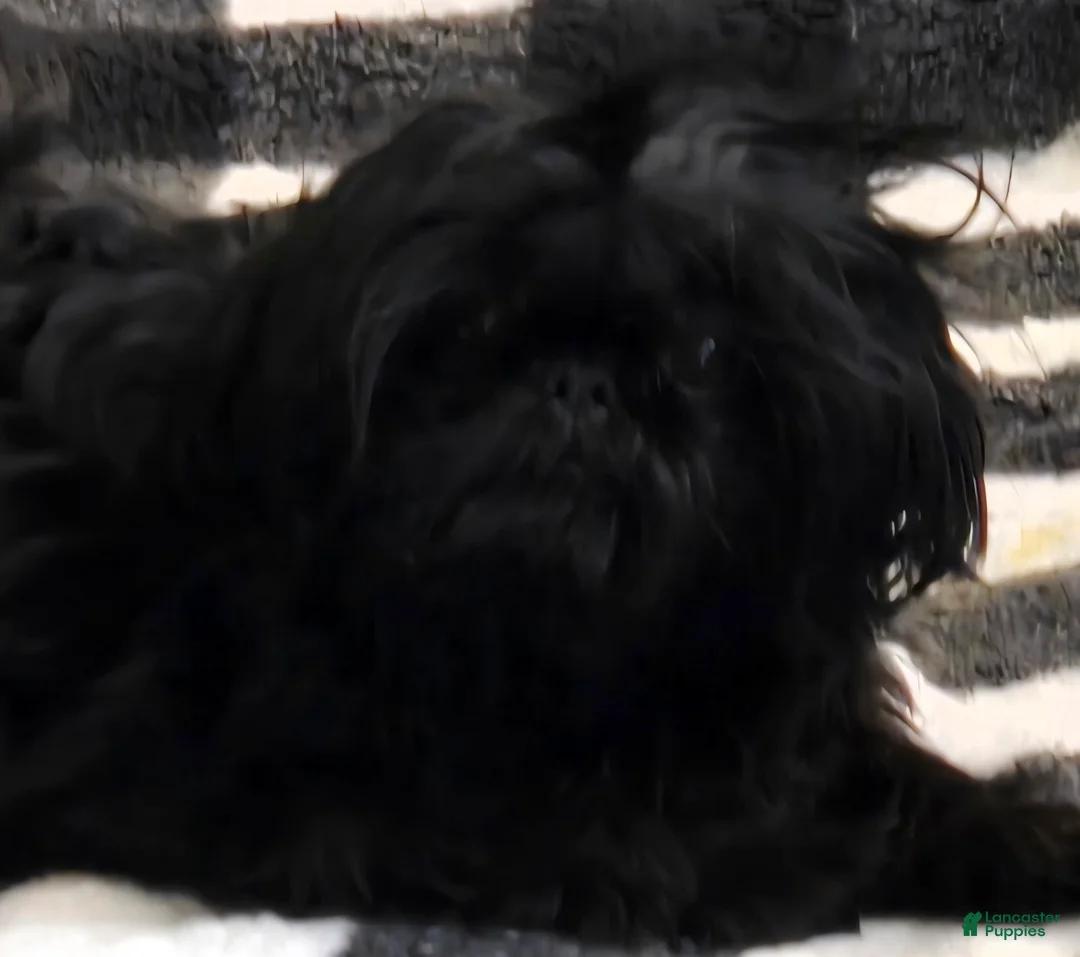 Shih Tzu dogs for sale: Shih Tzu Puppy 1 - Ad 6