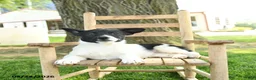 Mixed Breed dogs for sale: Oakley - Ad 3