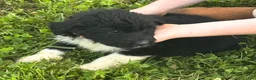 Aussiedoodle dogs for sale: Aussiedoodle Puppies  - Ad 3