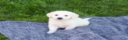 Golden Retriever dogs for sale: Birch  - Ad 7