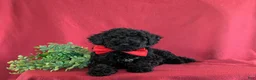 Miniature Poodle dogs for sale: Daine - Ad 6