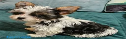 Yorkshire Terrier dogs for sale: Patsy - Ad 7