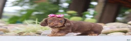 Miniature Dachshund dogs for sale: Harvest - Ad 3