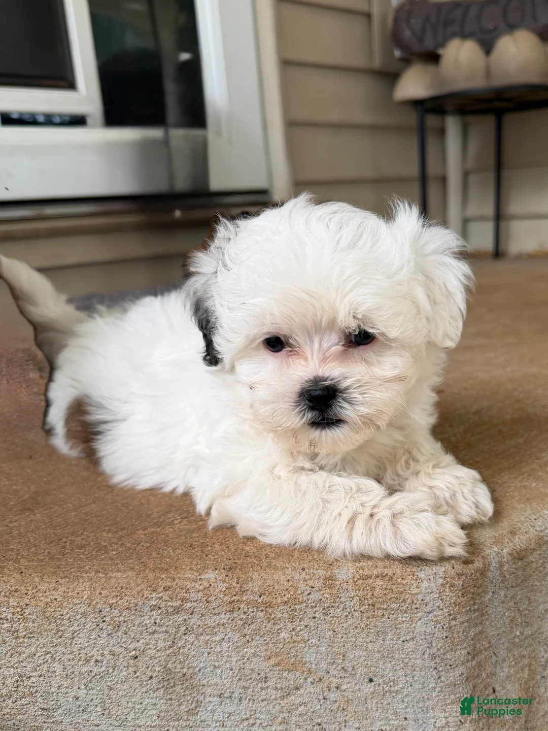 Shihpoo dogs for sale: Layne - Ad 1