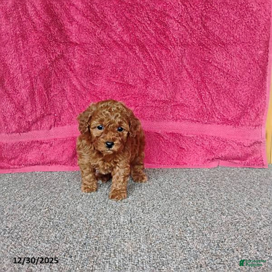 Toy Poodle dogs for sale: Cupcake - Ad 9