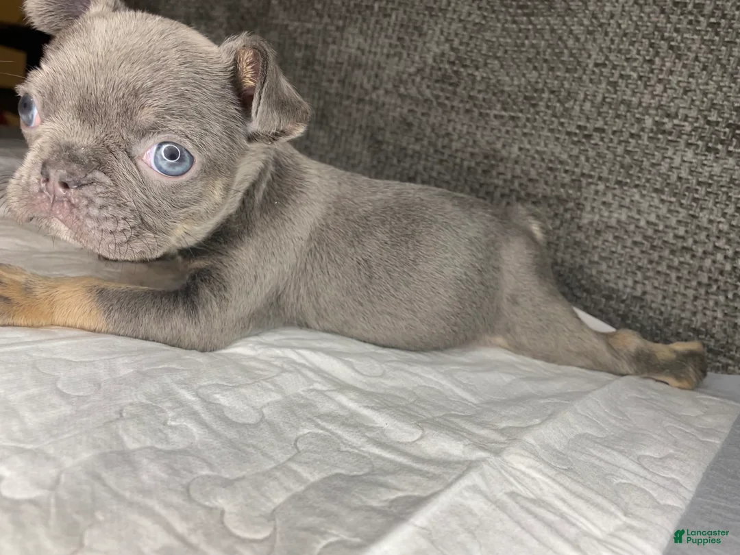 French Bulldog dogs for sale: French Bulldog Puppy 1 - Ad 2