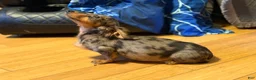 Miniature Dachshund dogs for sale: AKC Russian- Pra clear sale - Ad 9