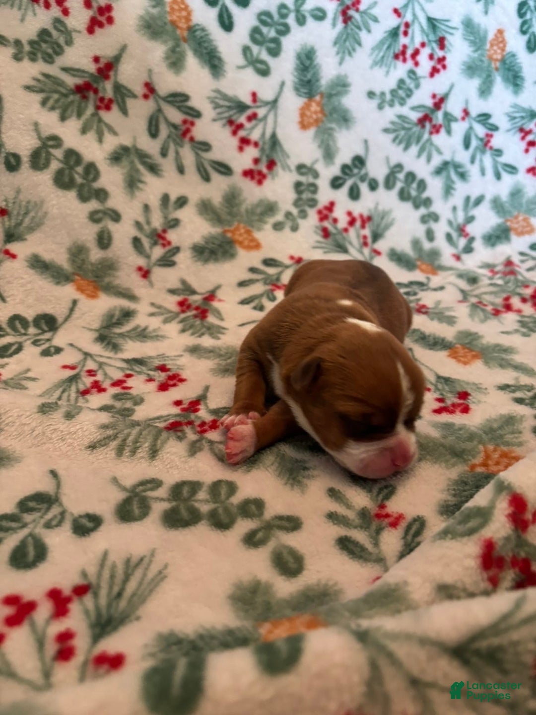 Mixed Breed dogs for sale: Venus - Ad 5