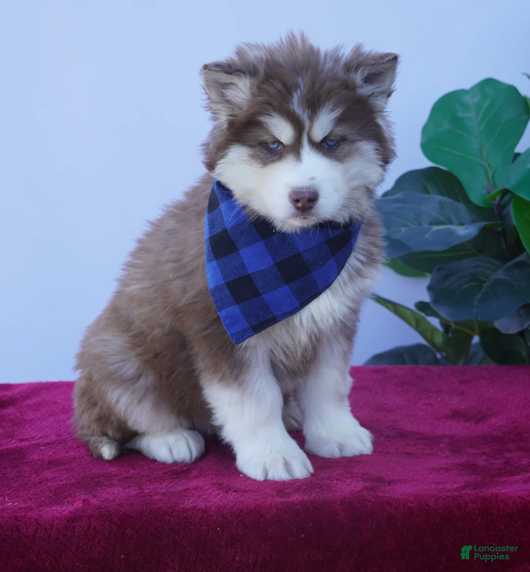 Siberian Husky dogs for sale: Cash - Ad 4