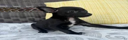 Chihuahua dogs for sale: Dylan - Ad 3