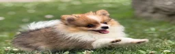 Pomeranian dogs for sale: ACA Tink  - Ad 4