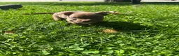 American Bully dogs for sale: American Bully 6 - Ad 3