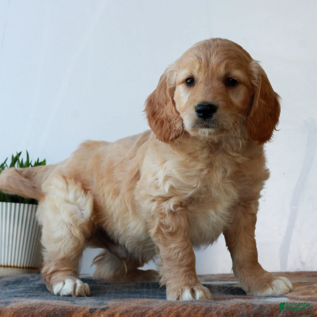 Mini Goldendoodle dogs for sale: Bryce  - Ad 2