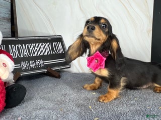 Dachshund dogs Import - Ad 33