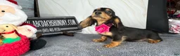 Dachshund dogs for sale: Import - Ad 18