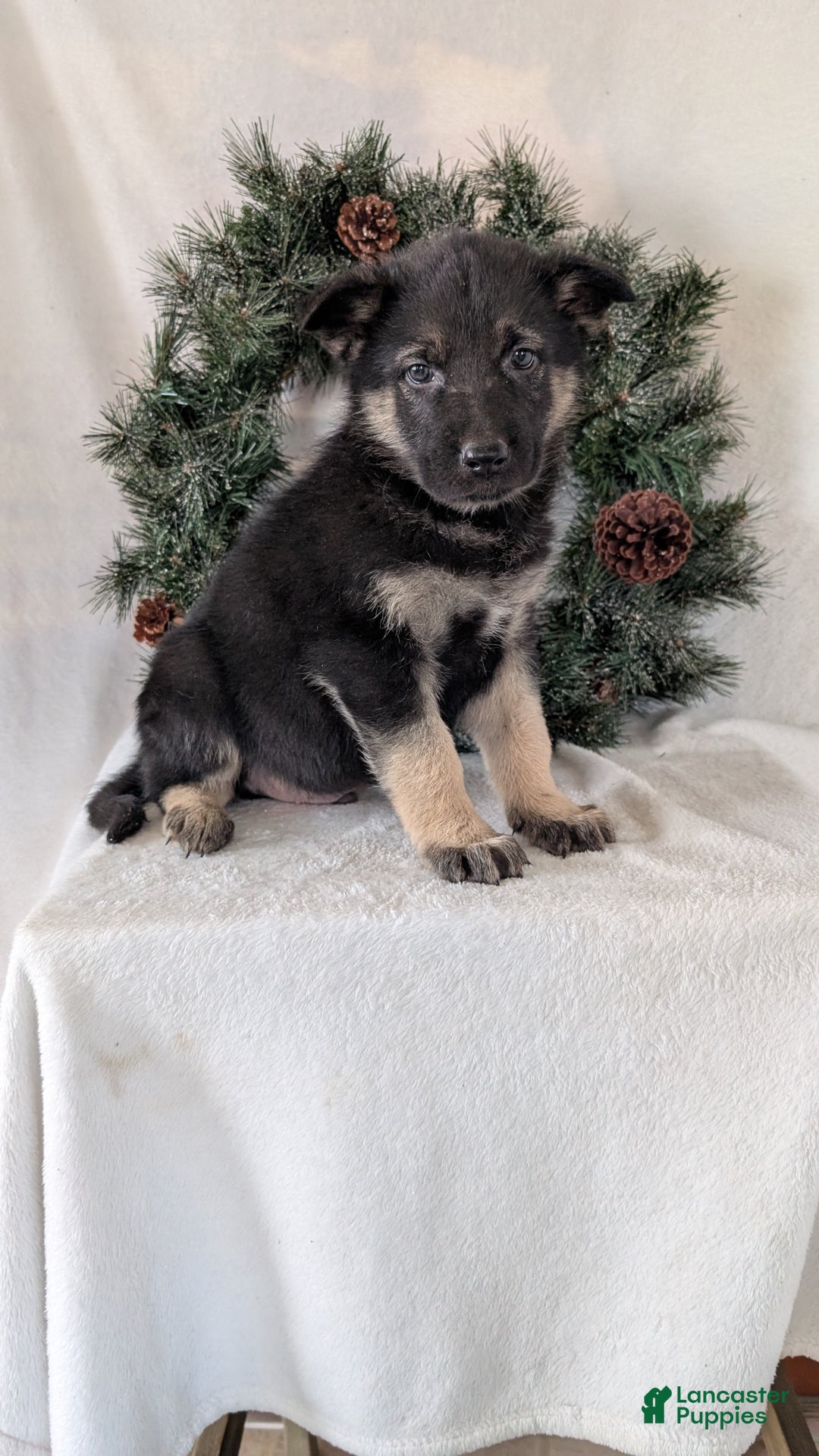 German Shepherd dogs for sale: Tommy  - Ad 5