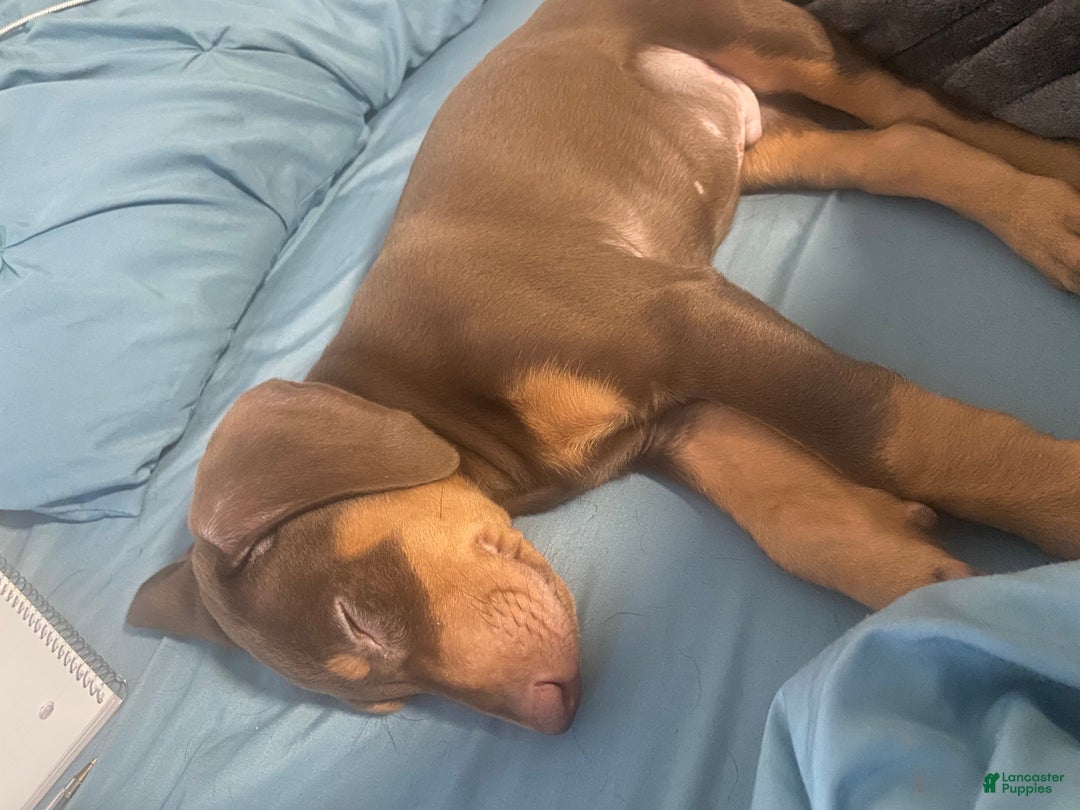 Doberman Pinscher dogs for sale: Doberman Pinscher Puppy (Joliet, IL) - Ad 7