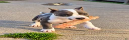 American Bully dogs for sale: 9x Kennels Marilyn Monroe  - Ad 7