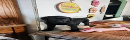 Labrador Retriever dogs for sale: Mindy - Ad 7