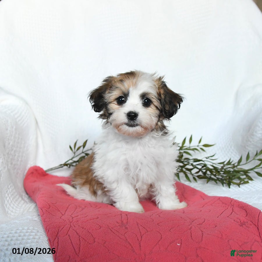 Teddy Bear dogs May   - Ad 14