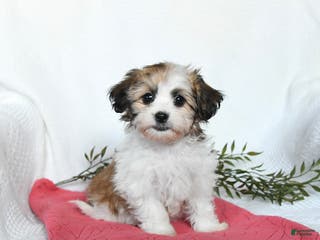 Teddy Bear dogs May - Ad 16