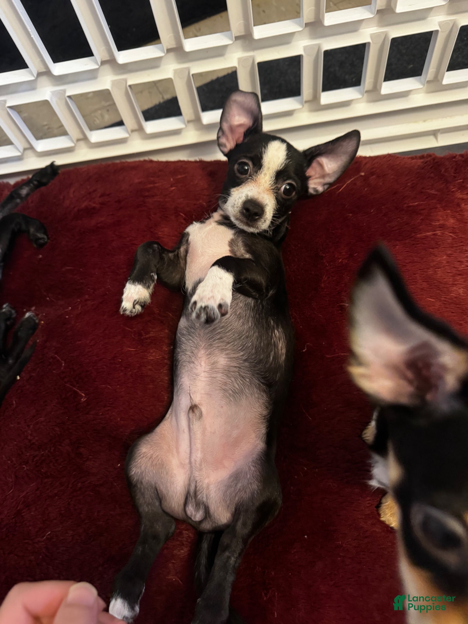 Mixed Breed dogs Mixed Breed Puppy 1 - Ad 26