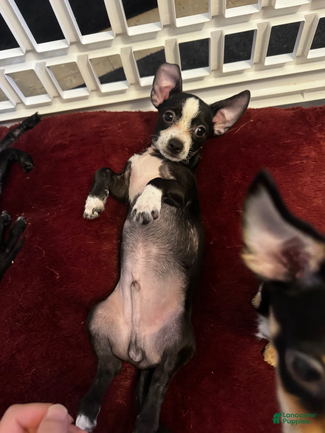 Mixed Breed dogs for sale: Mixed Breed Puppy 1 - Ad 1