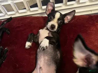 Mixed Breed dogs for sale: Mixed Breed Puppy 1 - Ad 2