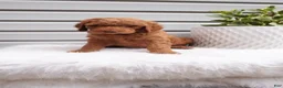Goldendoodle dogs for sale: Zeg - Ad 5