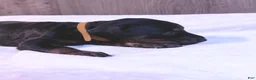 Doberman Pinscher dogs for sale: Kodiak - Ad 6
