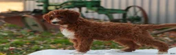 Cavapoo dogs for sale: Rory Cavapoo  - Ad 3