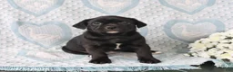 Jug dogs for sale: Cookie - Ad 3