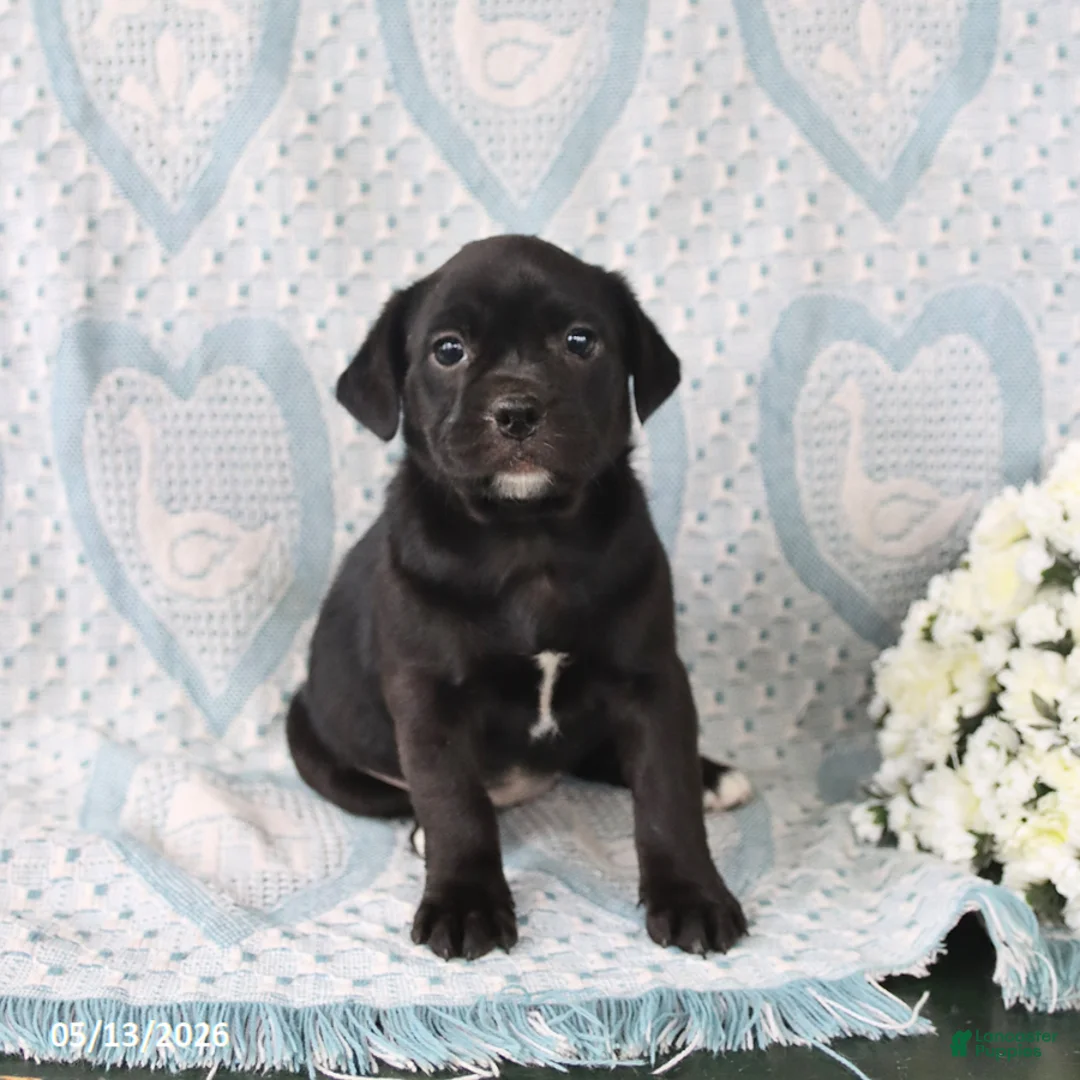 Jug dogs for sale: Cookie - Ad 3