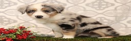 Miniature Australian Shepherd dogs for sale: Rover - Ad 7