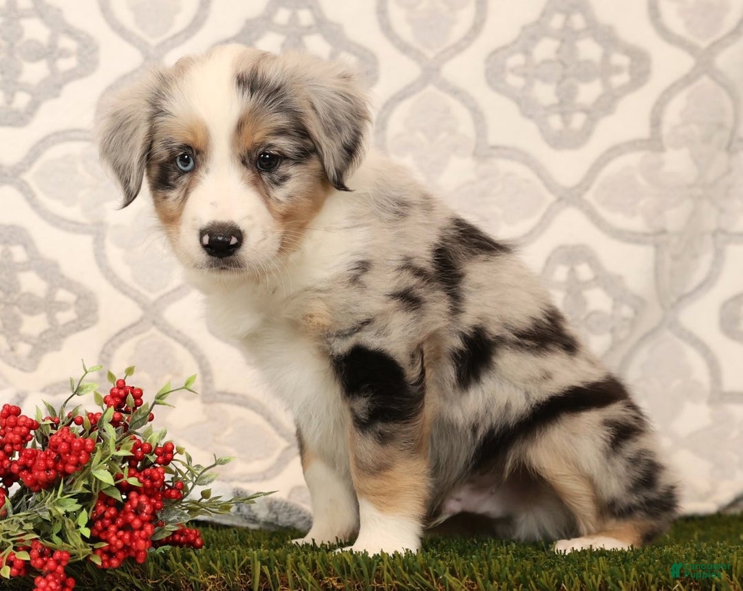 Miniature Australian Shepherd dogs for sale: Rover - Ad 7