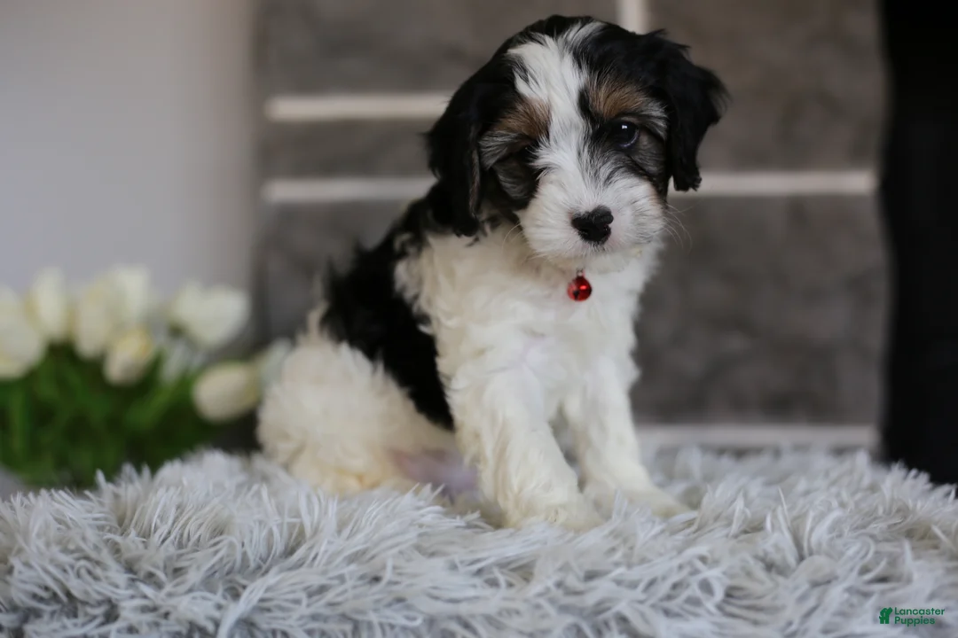 Cavapoo dogs for sale: Maggie - Ad 2