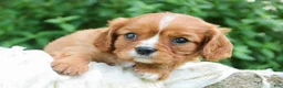 Cavalier King Charles Spaniel dogs for sale: Grace Cavalier King Charles Spaniel  - Ad 2