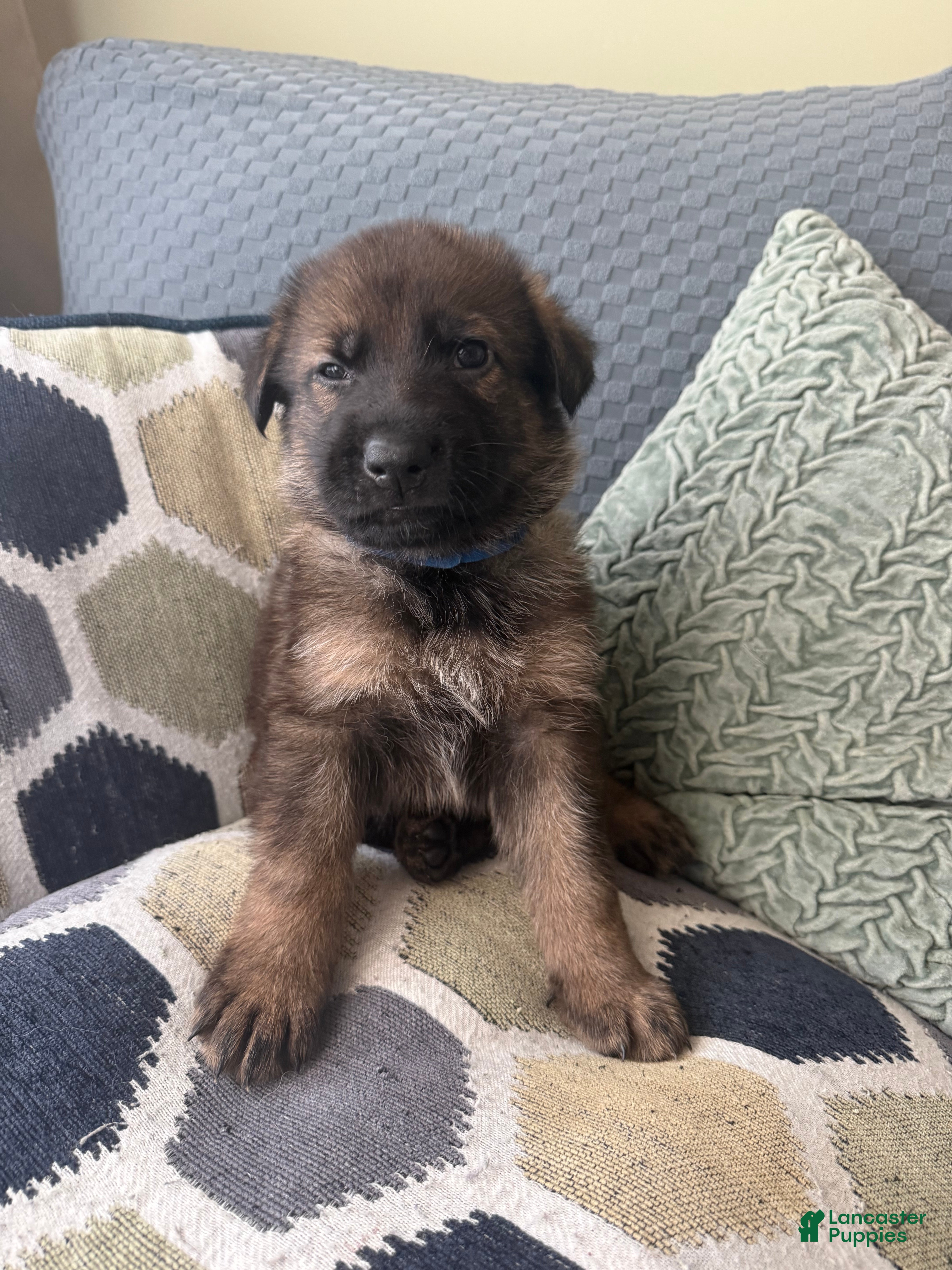 German Shepherd dogs German Shepherd Puppy 2 -dark blue - Ad 8