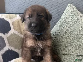 German Shepherd dogs German Shepherd Puppy 2 -dark blue - Ad 8