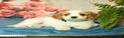 Cavapoo dogs for sale: Molly - Ad 2